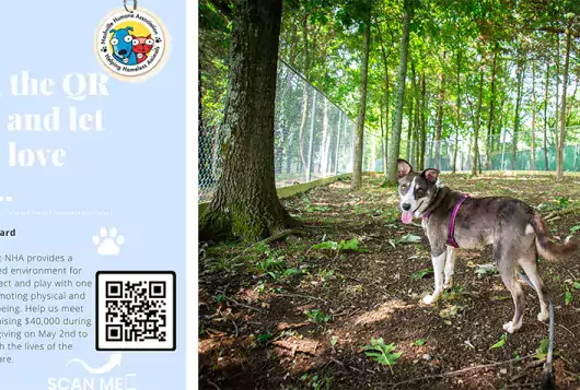 a dog stands outdoors in an open forest with a staff worker unleashed
