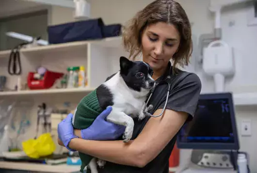 medical staff cradles a small black and white dog in a clinic setting