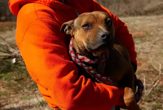 aspca rescue staff wearing an orange hoodie cradles a small tan dog wearing a rope leash outdoors